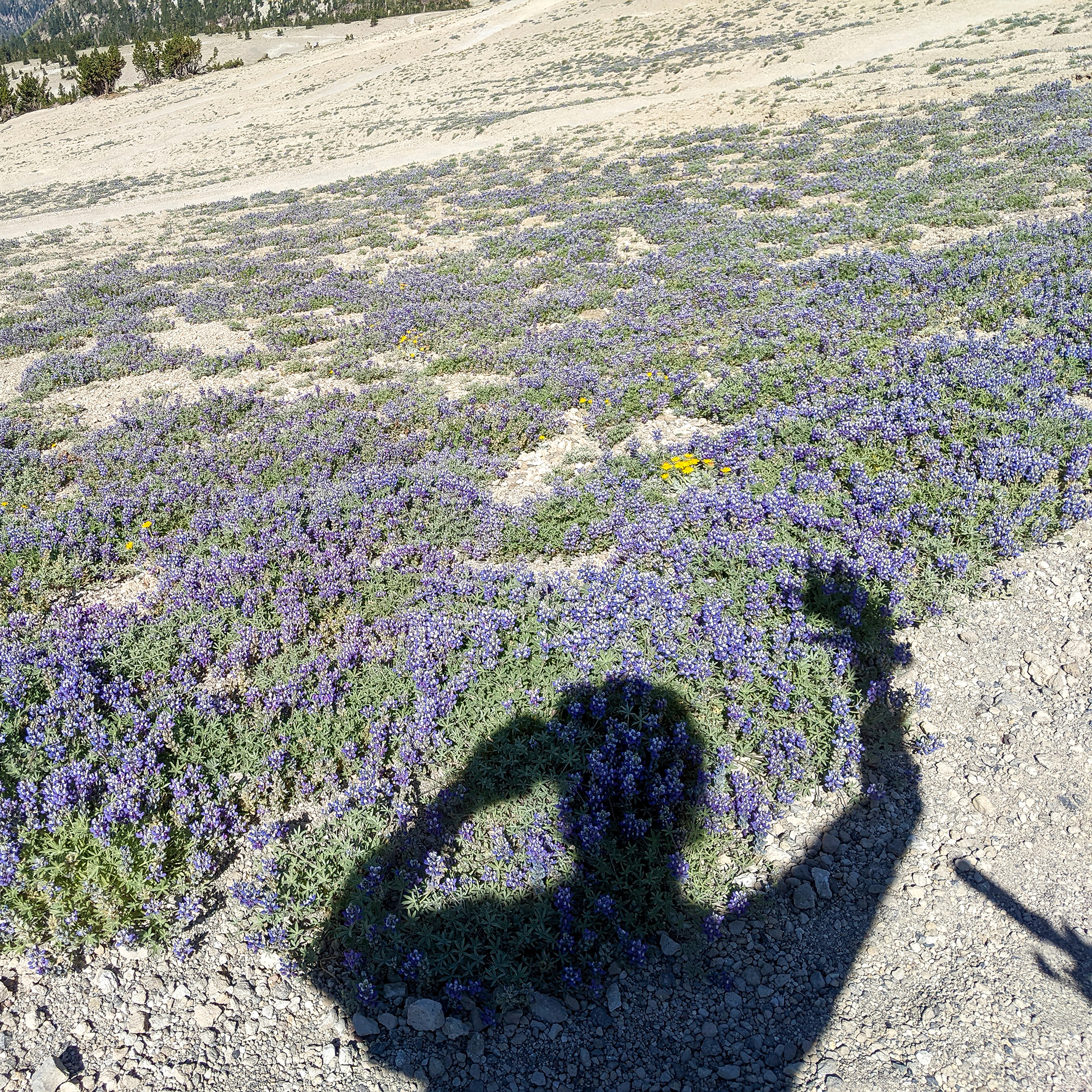 Lupine at 10,500 feet on the back side of Mammoth Mountain