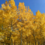Fall Colors in Bishop Creek Canyon