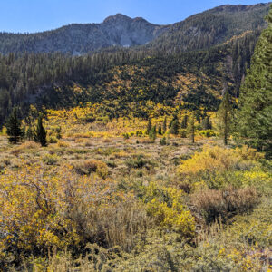 Read more about the article Old Mammoth Fall Colors