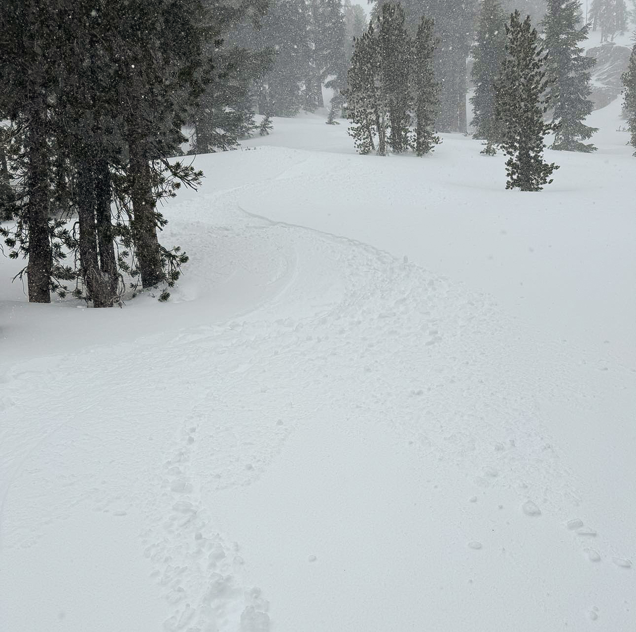 3-1-24 - Freshies out on Mammoth Mountain